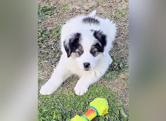 Kibo ist "ready to go" für sein Forever Home