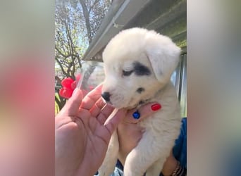 Dami wünscht sich ein liebevolles Zuhause