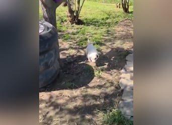 Dalia wünscht sich Sicherheit und Liebe