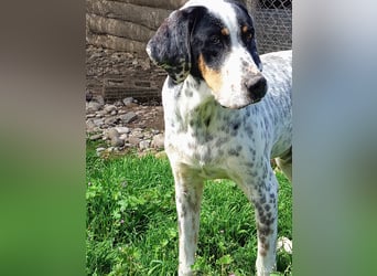 Herbie, Traumhund sucht Seelen-Menschen