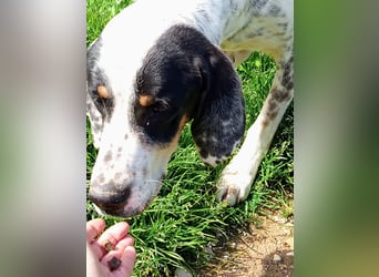 Herbie, Traumhund sucht Seelen-Menschen