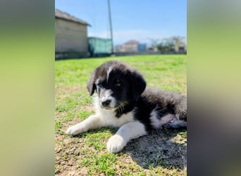 Pepe ist "ready to go" für sein Forever Home