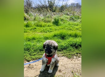 Ayla sucht ihr Für-immer-Zuhause