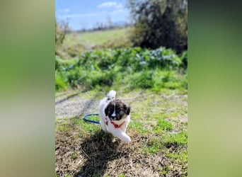 Arlo wünscht sich ein großes Körbchen