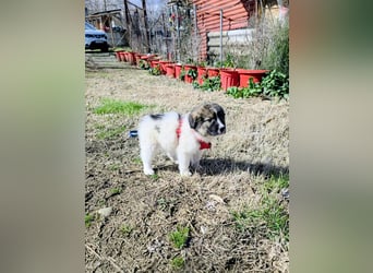 Arlo wünscht sich ein großes Körbchen