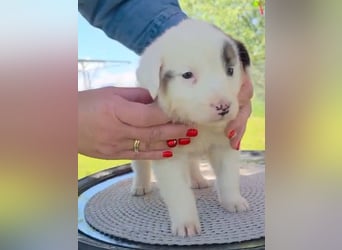 Dalia wünscht sich Sicherheit und Liebe