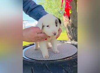 Dalia wünscht sich Sicherheit und Liebe