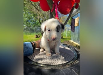 Dalia wünscht sich Sicherheit und Liebe