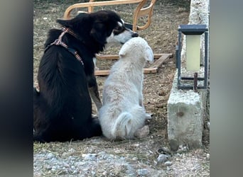 Sahra – der Sonnenschein auf vier Pfoten sucht ihr Zuhause