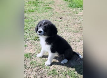 Pepe ist "ready to go" für sein Forever Home