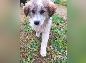 MOSES – gerettet, verspielt und bereit für sein Glück