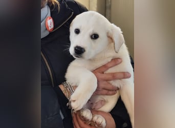 POLAR - ein kleiner Eisbär ;) sucht das große Glück