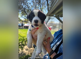 Panta sucht sein Forever Home