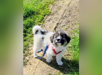 Arlo wünscht sich ein großes Körbchen