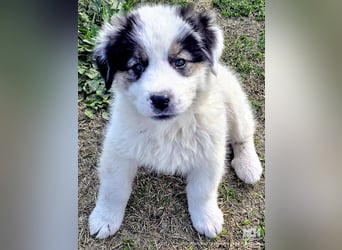 Kibo ist "ready to go" für sein Forever Home