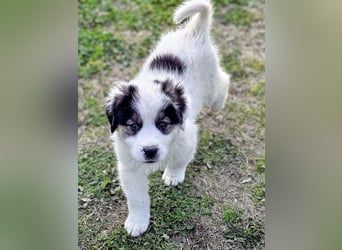 Kibo ist "ready to go" für sein Forever Home