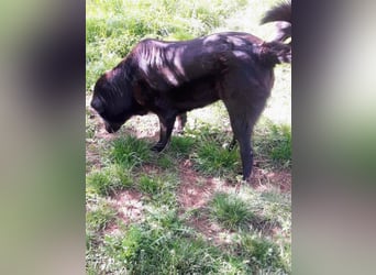 Sara niemand hat sie bisher gesehen