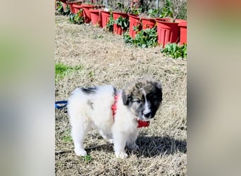 Arlo wünscht sich ein großes Körbchen