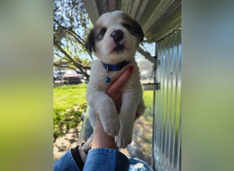 Thanos möchte bei seinen Menschen ankommen