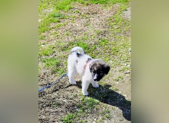 Arlo wünscht sich ein großes Körbchen