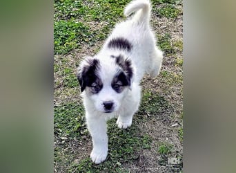 Kibo ist "ready to go" für sein Forever Home