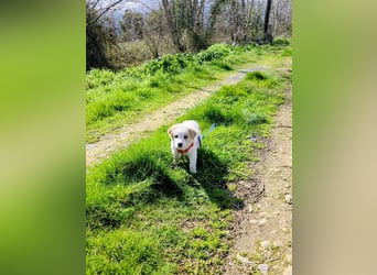 Ash sucht seine Menschen