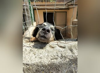 Marzio – Ein fantastischer Begleiter mit großem Herz sucht sein Zuhause