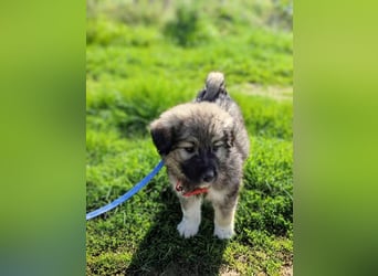 Ayla sucht ihr Für-immer-Zuhause