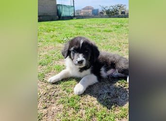 Pepe ist "ready to go" für sein Forever Home