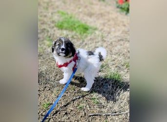 Arlo wünscht sich ein großes Körbchen