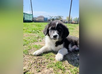 Pepe ist "ready to go" für sein Forever Home