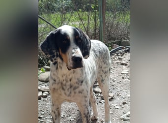 Herbie, Traumhund sucht Seelen-Menschen
