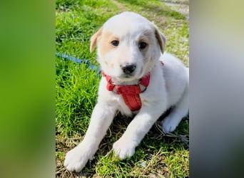 Ash sucht seine Menschen