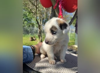 Dalia wünscht sich Sicherheit und Liebe