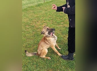 Ass sucht ein aktives Zuhause