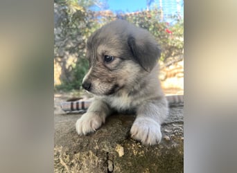Tonic, der kleine Herzensbrecher sucht sein großes Glück