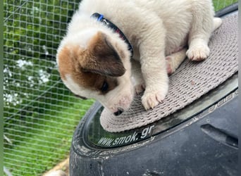 Thanos möchte bei seinen Menschen ankommen