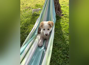 MOSES – gerettet, verspielt und bereit für sein Glück