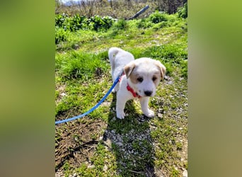 Ash sucht seine Menschen