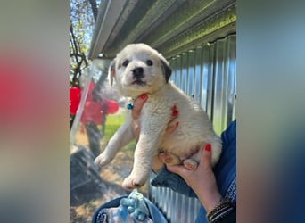 Kosmas möchte die Welt entdecken