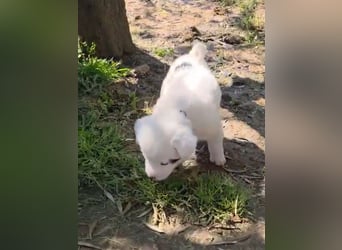 Dami wünscht sich ein liebevolles Zuhause