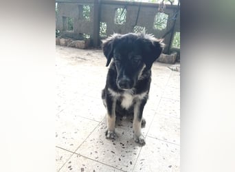 Iago – kleiner Hundejunge auf der Suche nach einem großen Leben