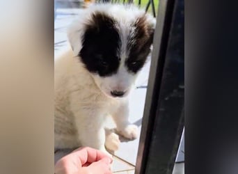 Kiran wünscht sich ein liebevolles Zuhause