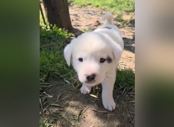 Dami wünscht sich ein liebevolles Zuhause