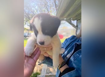 Panta sucht sein Forever Home