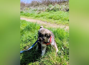 Ayla sucht ihr Für-immer-Zuhause