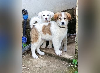 MOSES – gerettet, verspielt und bereit für sein Glück