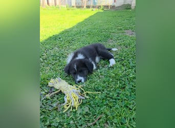 Pepe ist "ready to go" für sein Forever Home