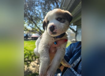 Thanos möchte bei seinen Menschen ankommen