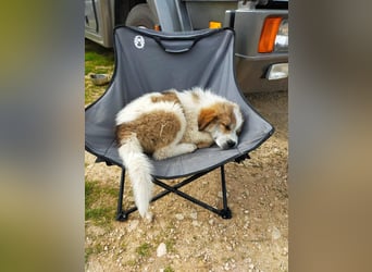 MOSES – gerettet, verspielt und bereit für sein Glück